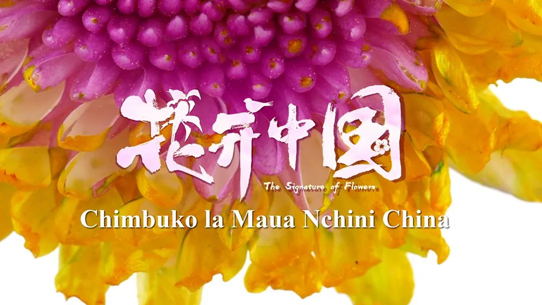 ·ÇÖ޵ĹÛÖÚÊÇÕâÑùÉÍÖйú»¨µÄ → ˹ÍßÏ£ÀïÓï¡¶»¨¿ªÖйú¡·